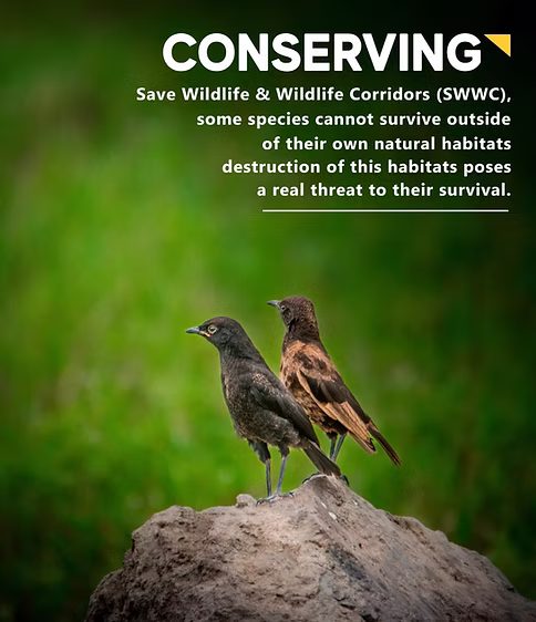 Conservation fieldwork in Tanzania