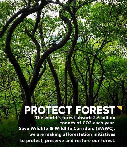 Protecting wildlife forest corridors in Tanzania