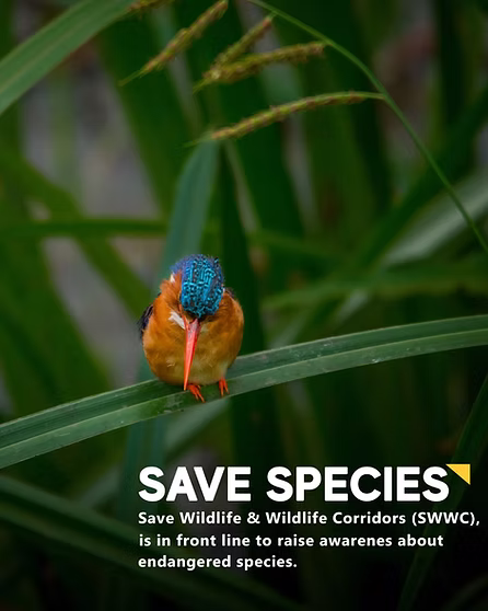 Wildlife in Tanzania's northern zone