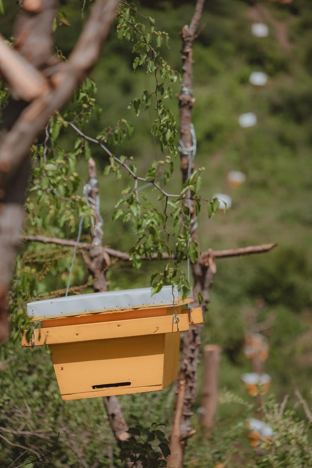 Bee hive in wildlife corridor