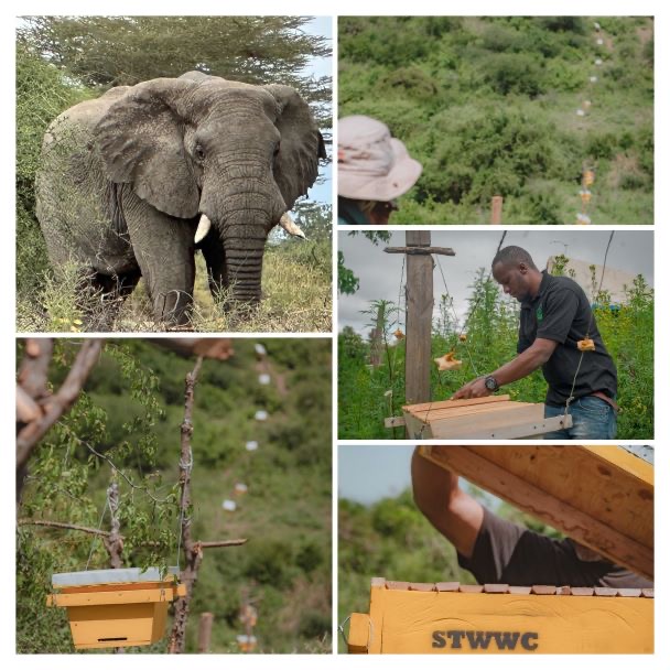 Elephant, bee hive installation, and STWWC branded hive