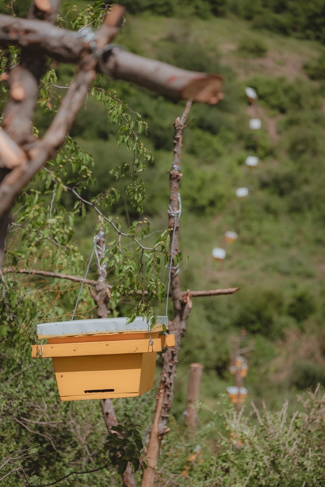 Line of bee hives along corridor boundary