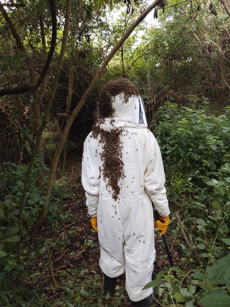 Beekeeper in white suit covered in bees in the corridor forest