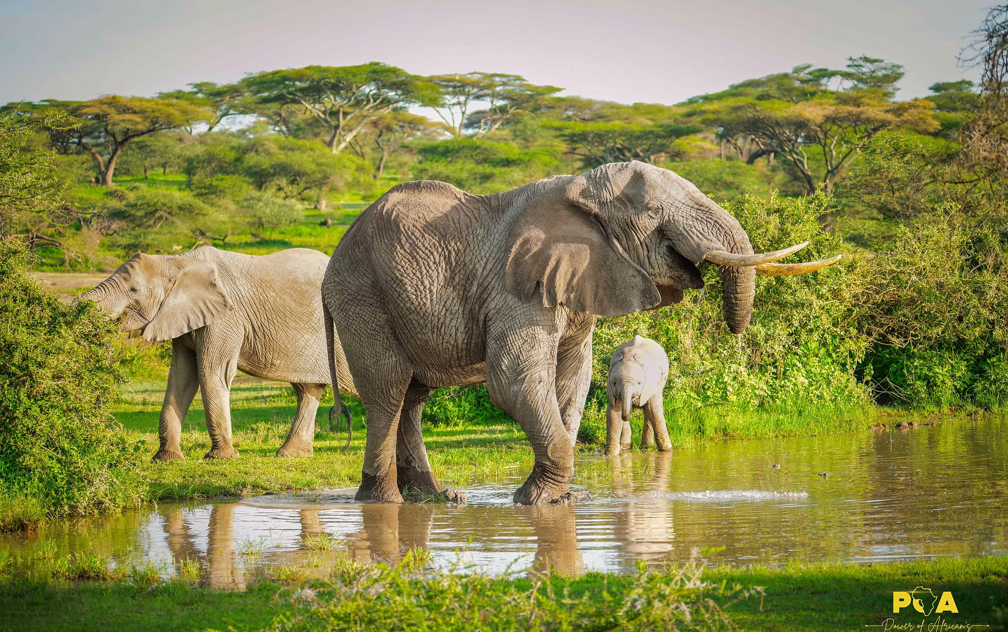 Anti-poaching patrol